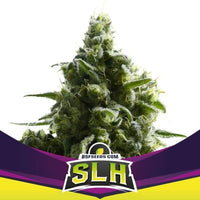 SUPER LEMON HAZE FEM X4 -BSF (DS)