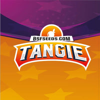 TANGIE FEM X4-BSF (DS)