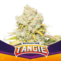 TANGIE FEM X4-BSF (DS)
