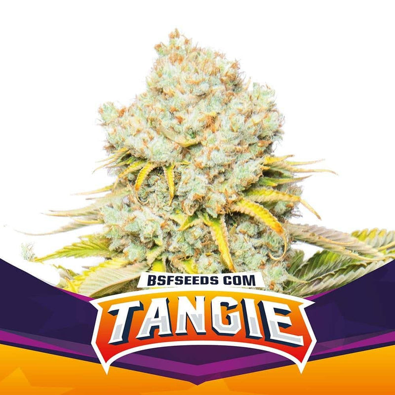 TANGIE FEM X4-BSF (DS)