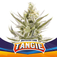 TANGIE XXL AUTO X4-BSF (DS)