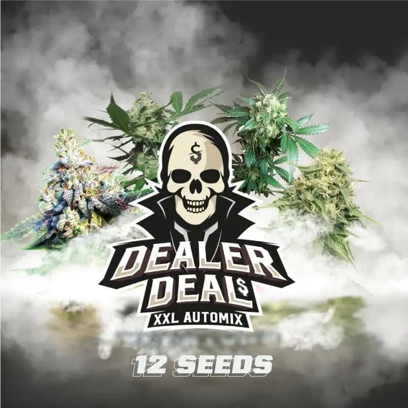 DEALER DEAL XXL AUTO X12 -BSF (DS)