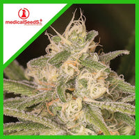 NO NAME AUTO X3+2-MEDICAL SEEDS (DS)