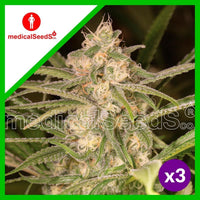 NO NAME AUTO X3+2-MEDICAL SEEDS (DS)