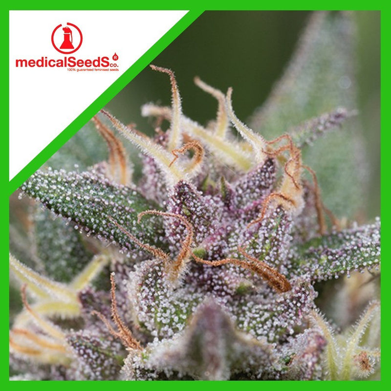 BLUE HELL AUTO X3+2-MEDICAL SEEDS (DS)