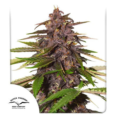 FORBIDDEN CHERRY AUTO X3- DUTCH PASSION (DS)