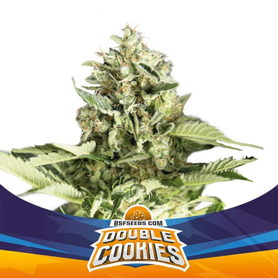 DOUBLE COOKIES SP AUTO X2 -BSF (DS)