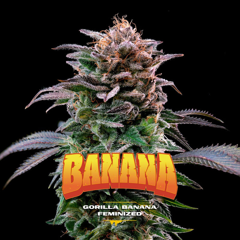 GORILLA BANANA FEM X7-BSF (DS)