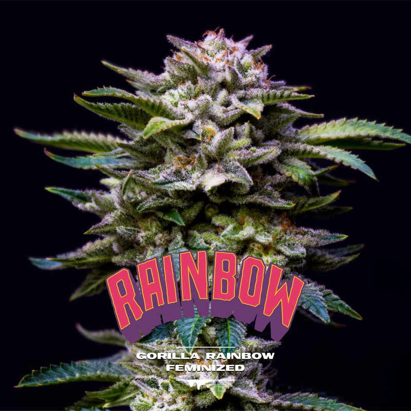 GORILLA RAINBOWS FEM X7-BSF (DS)