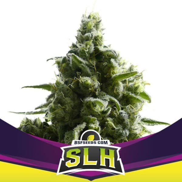 SUPER LEMON HAZE FEM X2-BSF (DS)