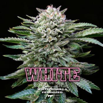 WHITE GORILLA FEM X12-BSF (DS)