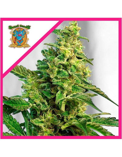 GREEN POISON FEM X100-SWEET SEEDS (DS)