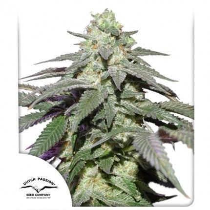 SKYWALKER HAZE AUTO X100-DUTCH PASSION (DS)