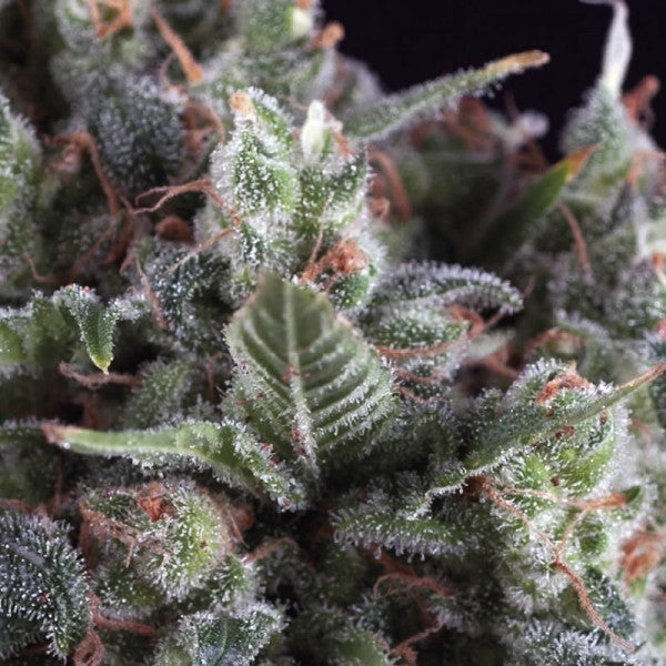 AUTO OLYMPIA X 3+1-PYRAMID SEEDS (DS)