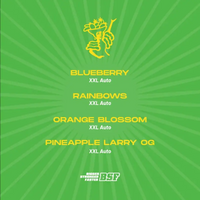 TUTTI FRUTTI XXL MIX AUTO X12-BSF (DS)