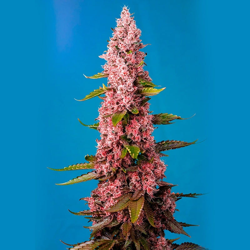 RED HOT COOKIES FEM X 3+1-SWEET SEEDS (DS)