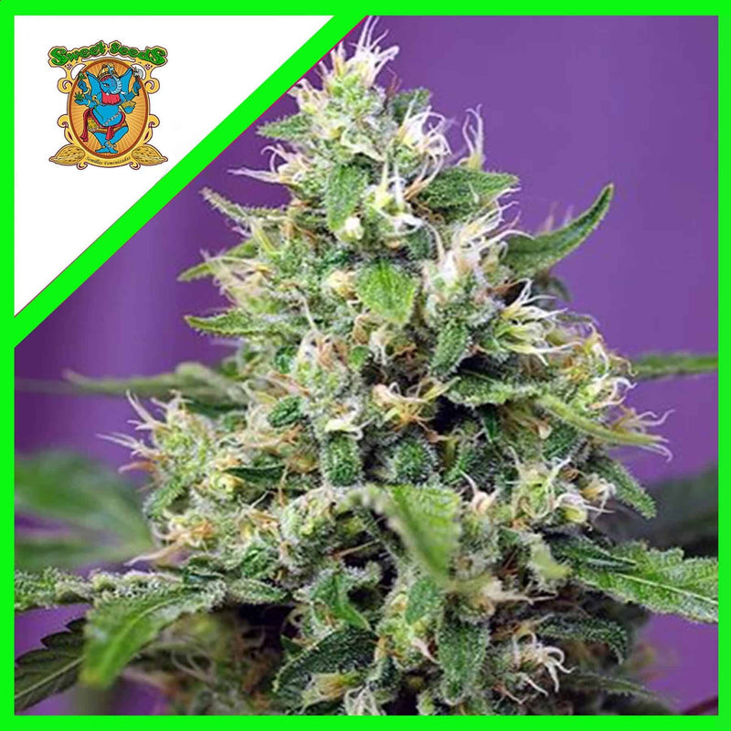 SWEET AMNESIA HAZE XL AUTO X3+1-SWEET SEEDS (DS)
