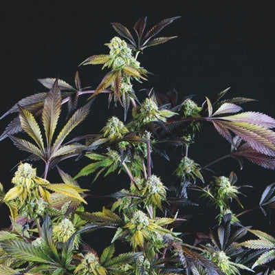 SUNSET SHERBET FEM X3+1-PYRAMID SEEDS (DS)
