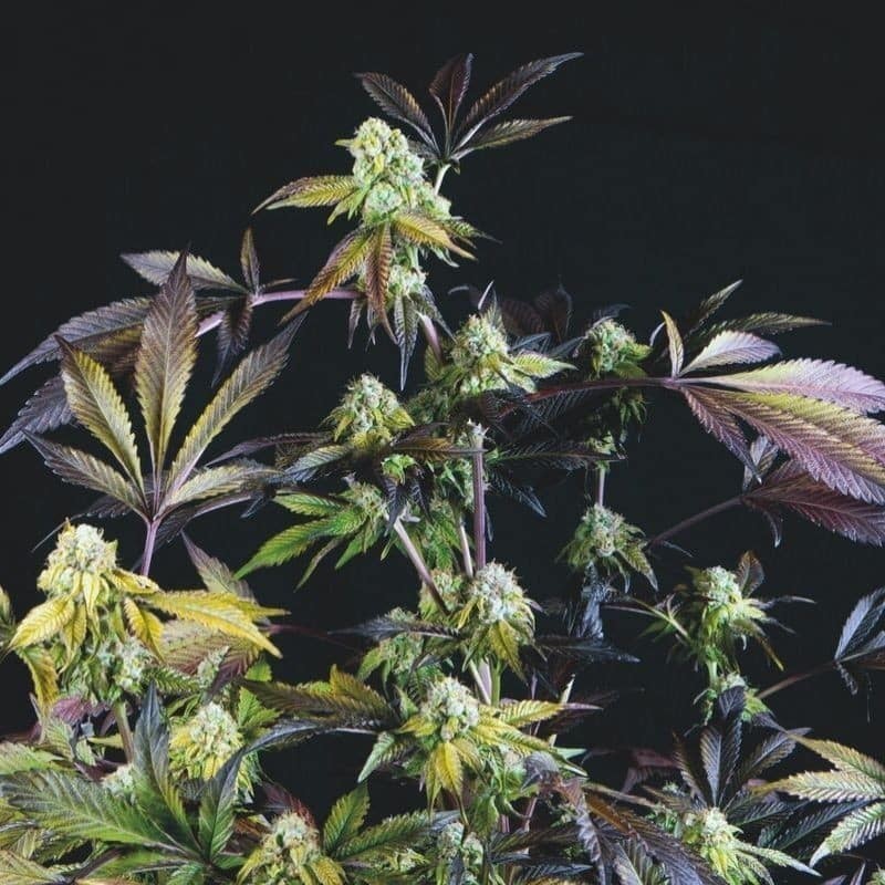 SUNSET SHERBET FEM X3+1-PYRAMID SEEDS (DS)