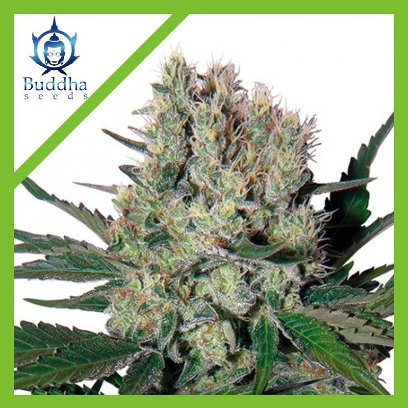 SYRUP AUTO X3+1-BUDDHA SEEDS (DS)