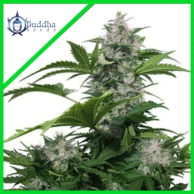 WHITE DWARF AUTO X3+1-BUDDHA SEEDS (DS)