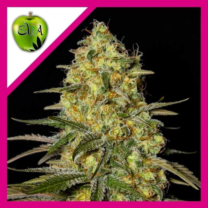 BLACK DREAM FEM X3+1-EVA SEEDS (DS)