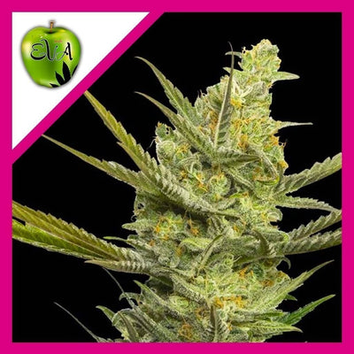 GIPSY HAZE FEM X3+1-EVA SEEDS (DS)