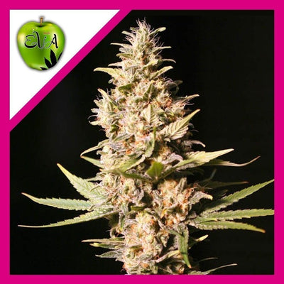 MISSING IN BARCELONA FEM X3+1-EVA SEEDS (DS)