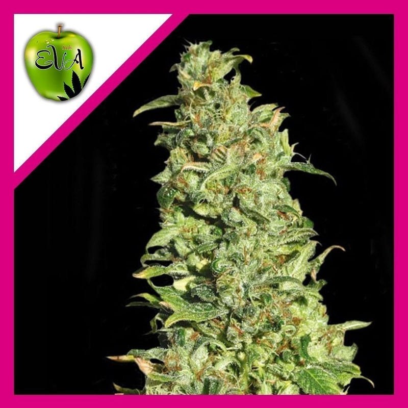 HIGH LEVEL FEM X3+1-EVA SEEDS (DS)
