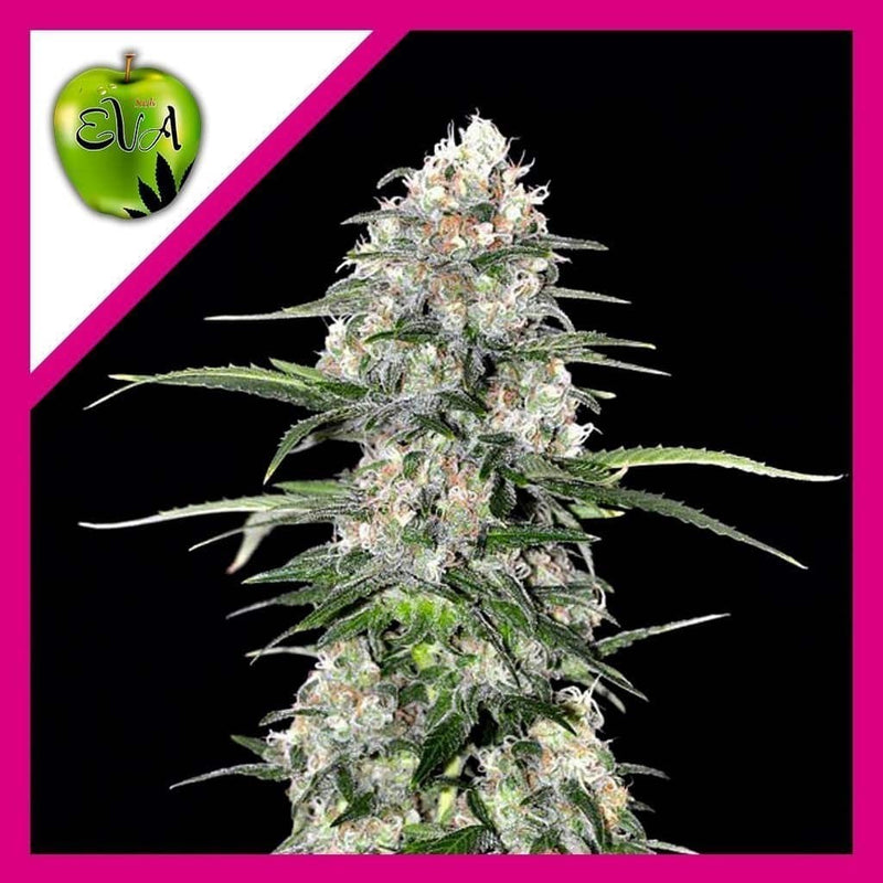 JAMAICAN DREAM FEM X3+1-EVA SEEDS (DS)
