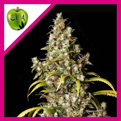 MONSTER FEM X3+1-EVA SEEDS (DS)