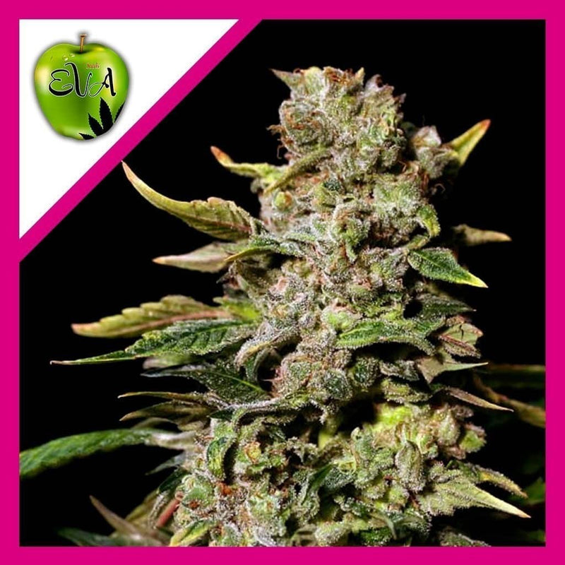 TNT KUSH FEM X3+1-EVA SEEDS (DS)