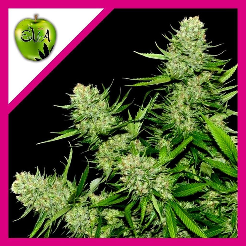 VENENO FEM X3+1-EVA SEEDS (DS)