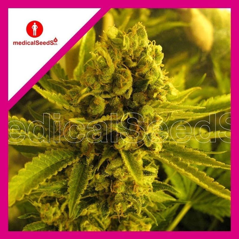 CHANNEL + FEM X3+2-MEDICAL SEEDS (DS)