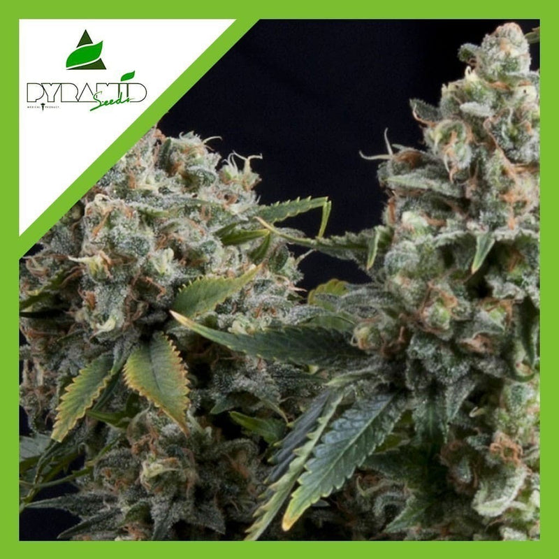 TUTANKHAMON AUTO X3+1-PYRAMID SEEDS (DS)