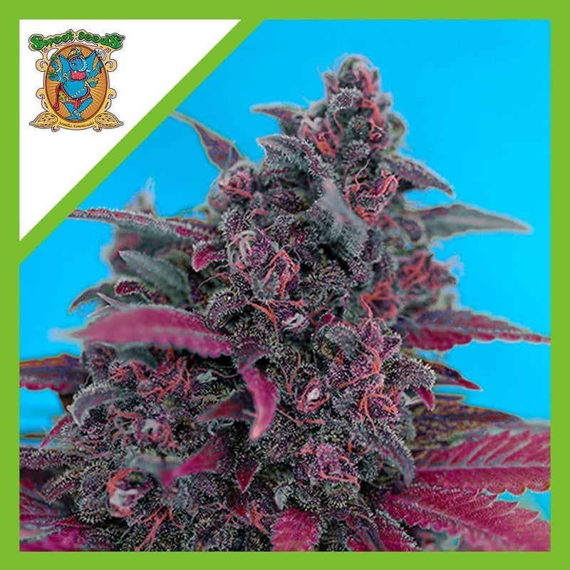DARK DEVIL RED FAMILY AUTO X3+1-SWEET SEEDS (DS)