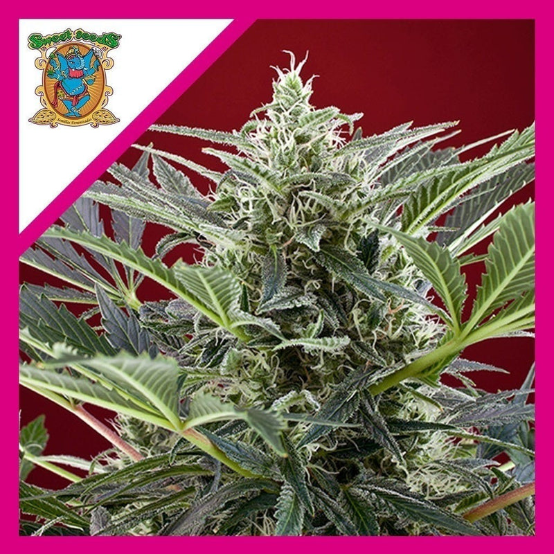 CREAM 47 FEM X3+1-SWEET SEEDS (DS)