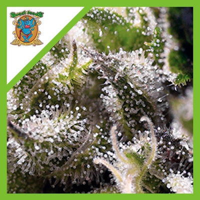 CREAM CARAMEL AUTO X3+1-SWEET SEEDS (DS)