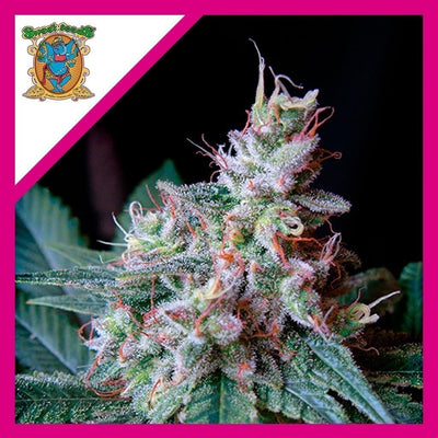 CREAM CARAMEL F1 FEM X3+1-SWEET SEEDS (DS)