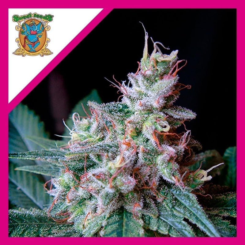 CREAM CARAMEL F1 FEM X3+1-SWEET SEEDS (DS)