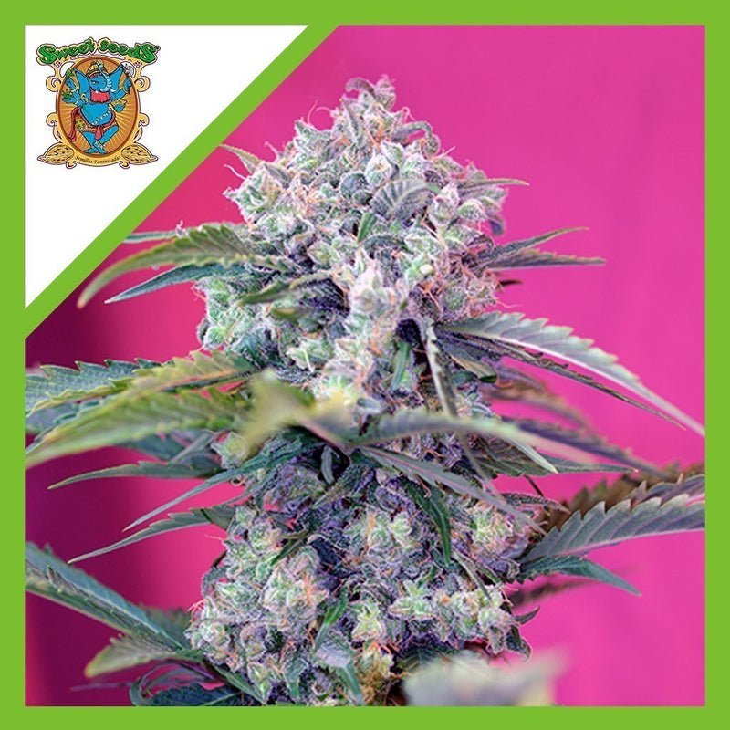 CREAM MANDARINE AUTO X3+1-SWEET SEEDS (DS)