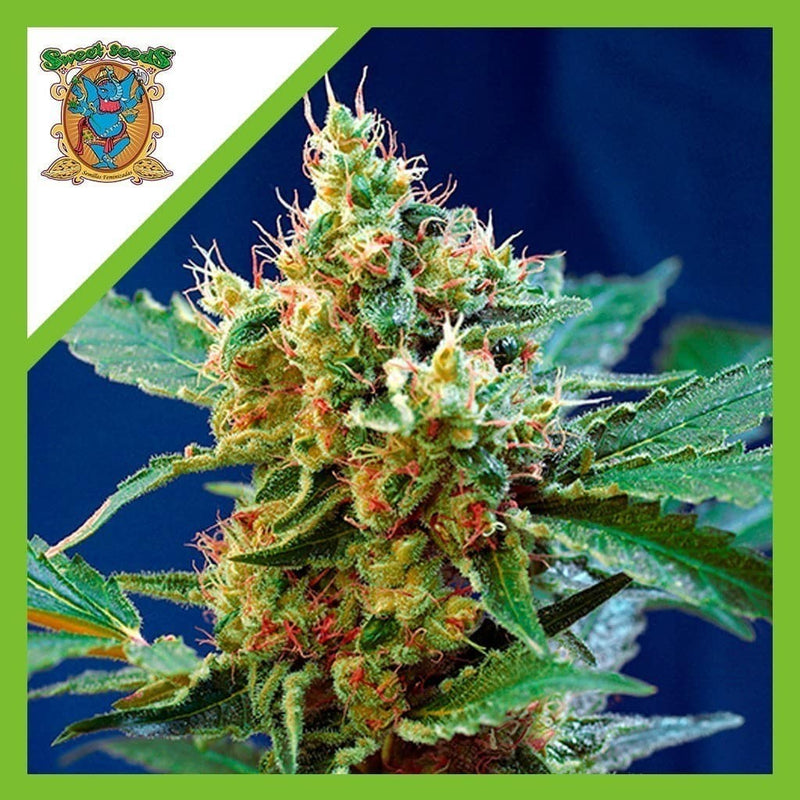 CREAM MANDARINE XL AUTO X3+1-SWEET SEEDS (DS)
