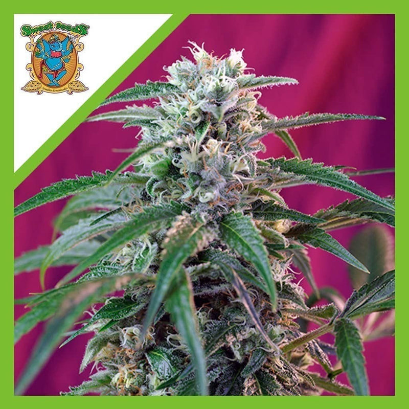 GREEN POISON AUTO X3+1-SWEET SEEDS (DS)