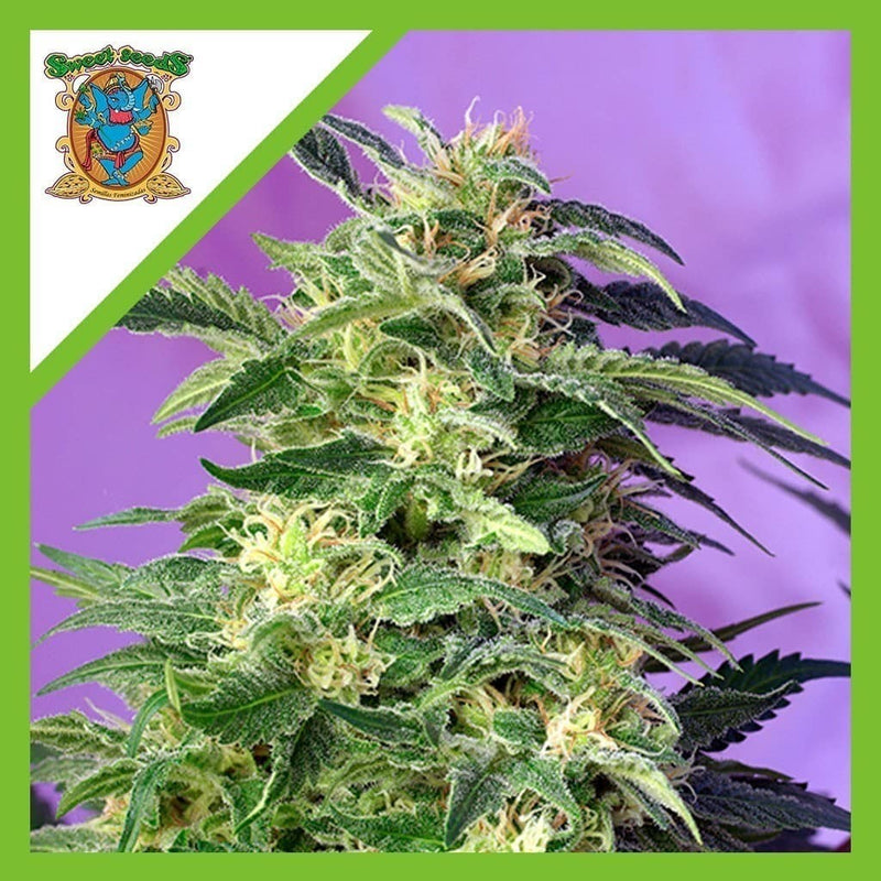 KILLER KUSH AUTO X3+1-SWEET SEEDS (DS)