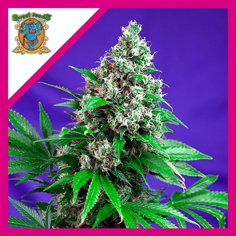 KILLER KUSH F1 FEM X3+1-SWEET SEEDS (DS)