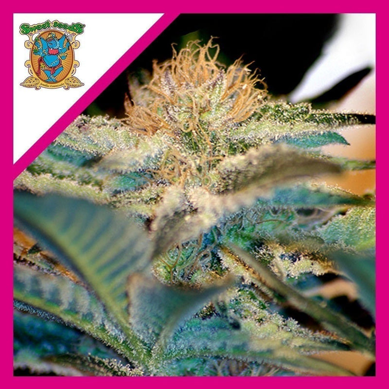 MOHAN RAM FEM X3+1-SWEET SEEDS (DS)