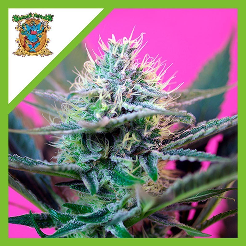SPEED AUTO X3+1-SWEET SEEDS (DS)