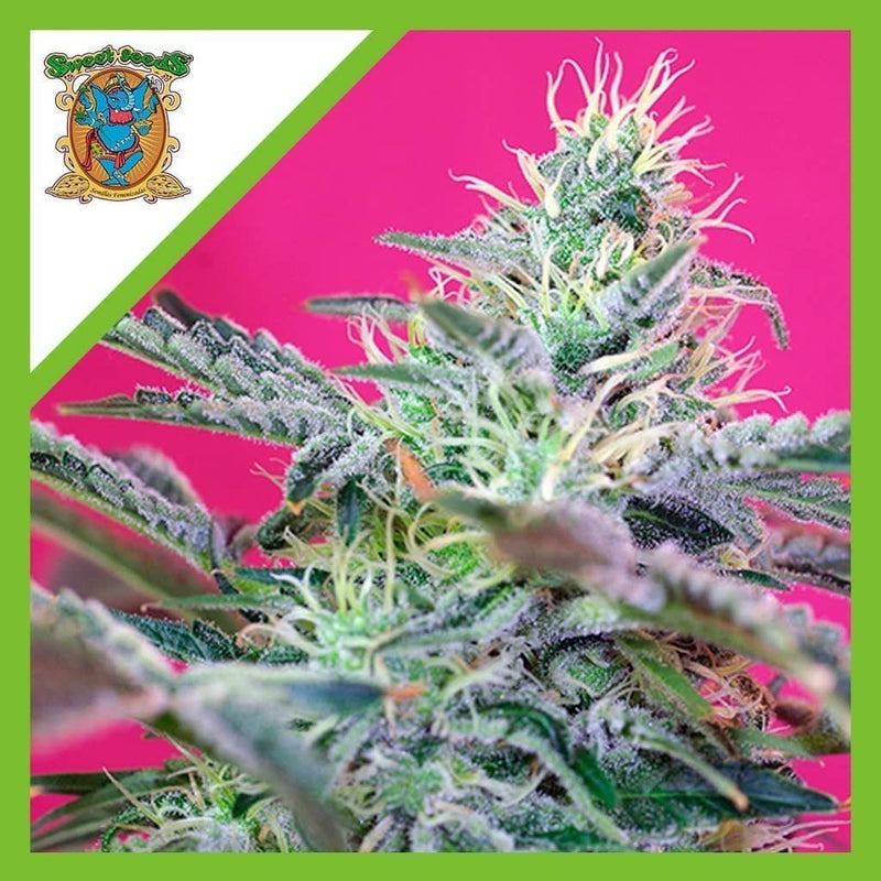 SWEET CHEESE AUTO X3+1-SWEET SEEDS (DS)