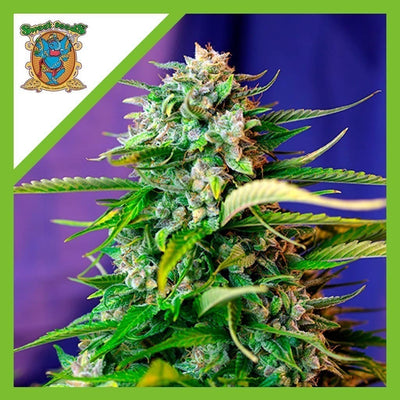 JACK 47 AUTO X3+1-SWEET SEEDS (DS)