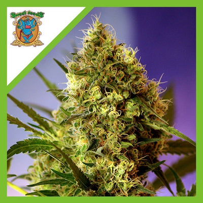 BLACK CREAM AUTO X3+1-SWEET SEEDS (DS)